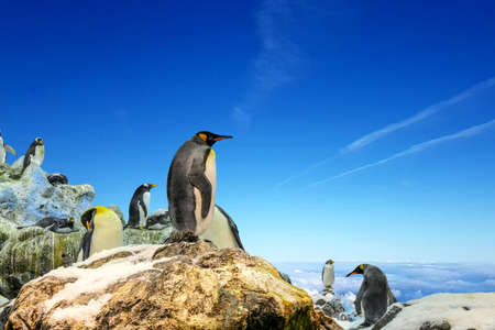 Penguins at the top of a rock with blue sky backgroundの写真素材
