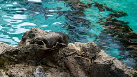 Cute african penguin sitting on a rock in the waterの写真素材