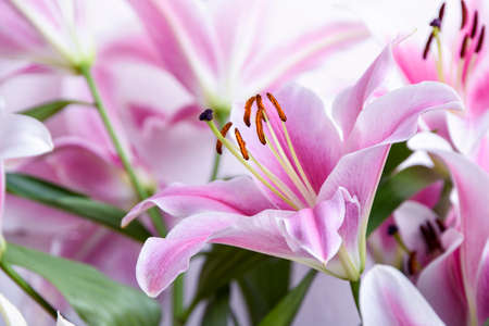 Composition with beautiful blooming lily flowers on white background, macroの写真素材