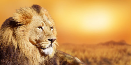 African male lion, wildlife animal, Sunset in Africa