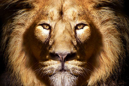 African male lion portrait, wildlife animal isolatedの写真素材