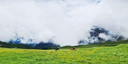 Cows on the plains, green grass on the mountains and cloudsの写真素材