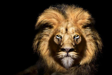 African male lion portrait, wildlife animal isolatedの写真素材