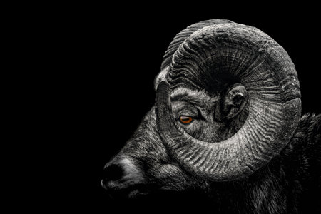 Ram, Close up of head and horns of a wild big horned, isolated to black Background, animal black whiteの写真素材