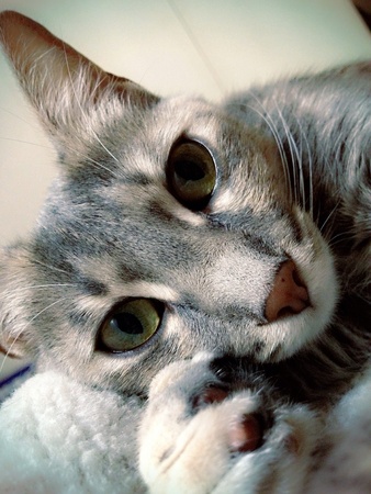 Cat stearingの素材