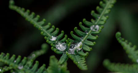 Close up macro water drop on green leafsの写真素材