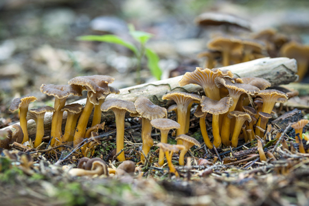 Edible mushroomsの写真素材