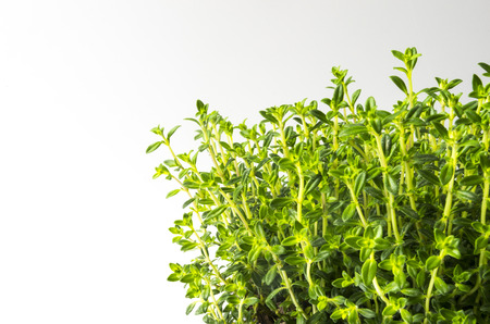 Fresh winter savory - Satureja montana  on white background の写真素材