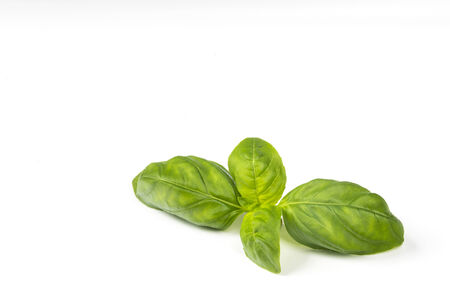 fresh basil の写真素材