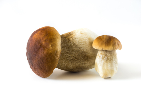 Fresh mushrooms on a white background, isolated, Boletus edulisの写真素材