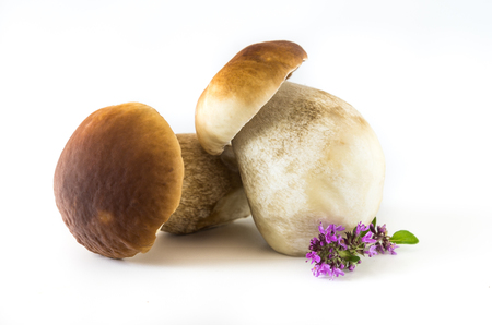 Fresh mushrooms on a white background, isolated, Boletus edulisの写真素材