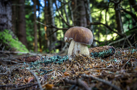 Edible mushrooms with excellent taste, Boletus edulisの写真素材