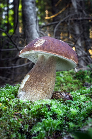 Edible mushrooms with excellent taste, Boletus edulisの写真素材