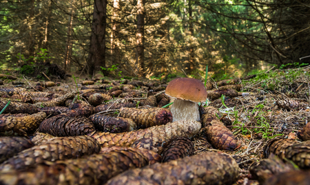 Edible mushrooms with excellent taste, Boletus edulisの写真素材