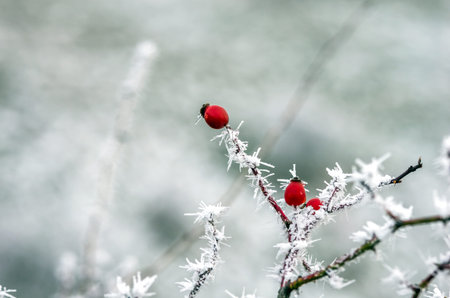 Winter detail on frostbitten wild rose-hips