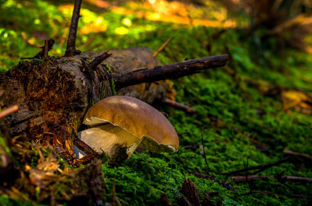 Edible mushroom, Boletus edulisの写真素材