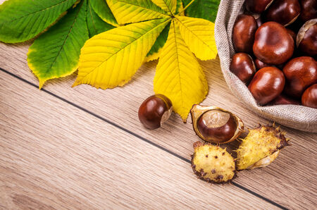 Autumn theme with a horse chestnut leaves.の写真素材