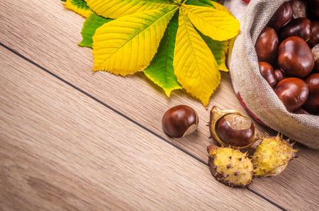 Autumn theme with a horse chestnut leaves.の写真素材