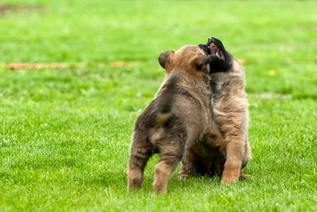Playful puppy dog on the green grass field.の写真素材
