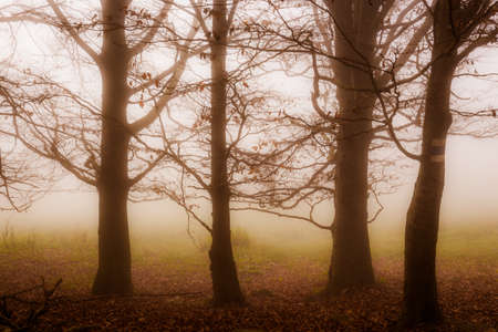 Four massive solitary trees in the misty mornの写真素材