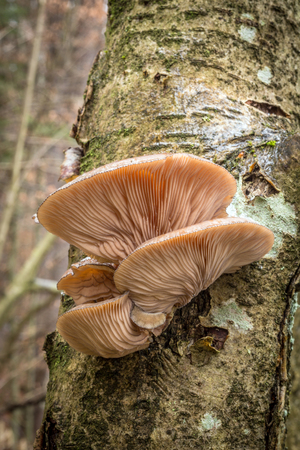 Edible mushrooms with excellent taste, Sarcomyxa serotinaの写真素材