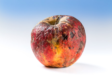 Old rotten apple covered with mold, bad storage.の写真素材