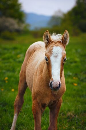 cute brown foal in a green meadow with white stripe on the headの写真素材