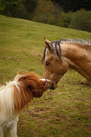 posing horses on a green mountain meadows spring nature of Slovakiaの写真素材