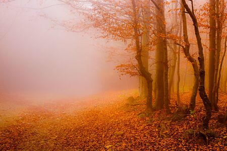 road through the autumn forest, fallen leaves and fogの写真素材