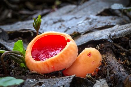 Inedible fungus grows in forests Central Europe, ohnivec, Sarcoscypha sp.の写真素材