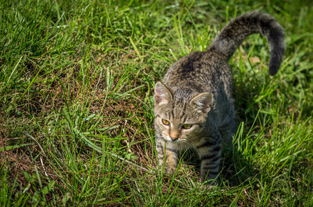 Little funny kitten playing on the gardenの写真素材