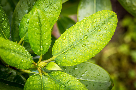water drops on green leaves in the garden