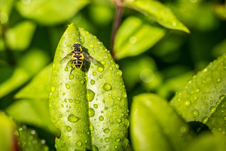 Syrphus ribesii with water drops on green leaves in the gardenの写真素材