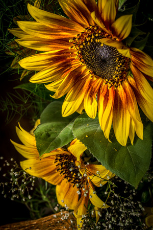 flowers yellow and red sunflower, variant firecrackerの写真素材