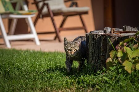 Little funny kitten playing on the gardenの写真素材