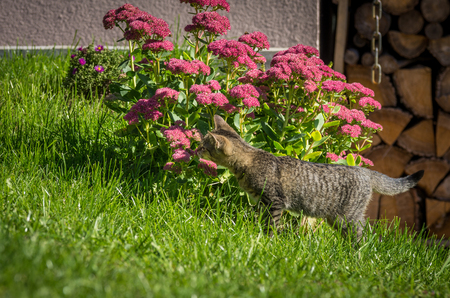 Little funny kitten playing on the gardenの写真素材