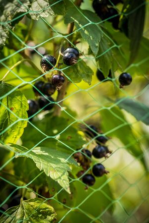 fresh black currant bunches ready for harvesting a protected networkの写真素材