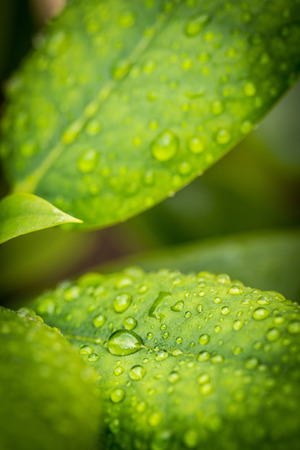 water drops on green leaves in the gardenの写真素材