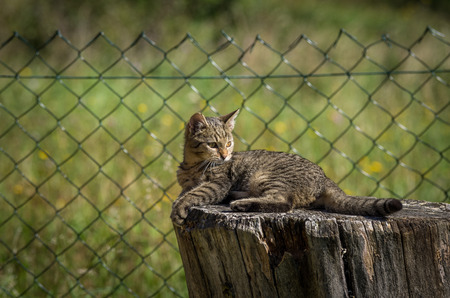 Little funny kitten playing on the gardenの写真素材