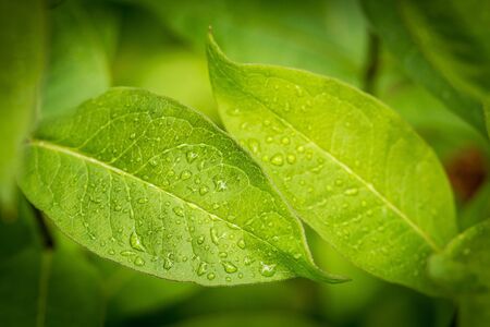 water drops on green leaves in the gardenの写真素材