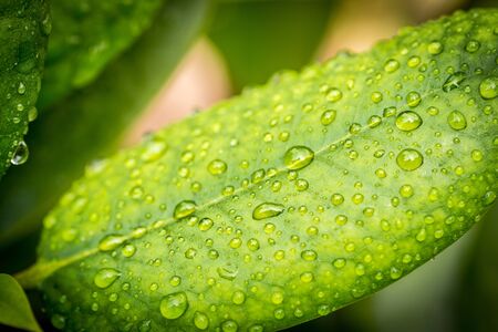 water drops on green leaves in the gardenの写真素材