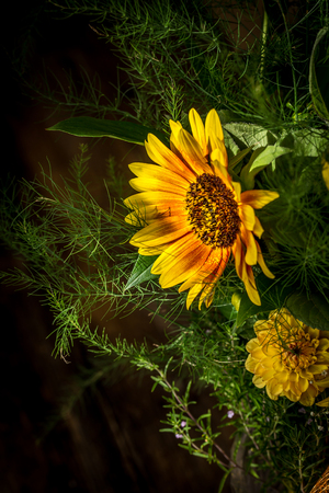 flowers yellow and red sunflower, variant firecrackerの写真素材