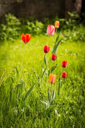 colorful tulips on a green meadow in the sunlightの写真素材