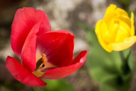 colorful tulips on a green meadow in the sunlightの写真素材