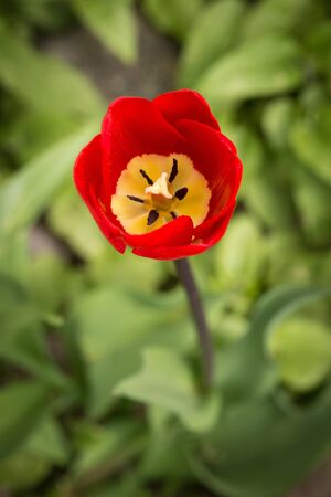 colorful tulips on a green meadow in the sunlightの写真素材