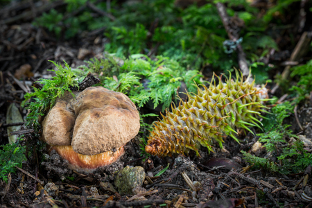 Edible mushrooms with excellent taste, neoboletus luridiformisの写真素材