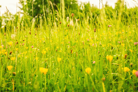 mountain meadow full of flowers and cloverの写真素材