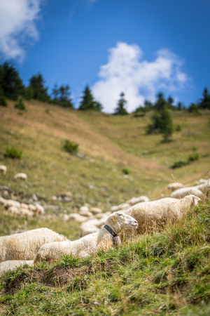 Flock of sheep on mountain pastures in the middle of Europe Slovakiaの写真素材