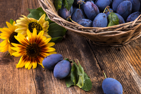 basket full of plums with sunflower flowersの写真素材