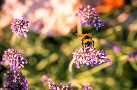 Bumblebee on a fragrant bed of lavender. Small aperture and beautiful bokeh.